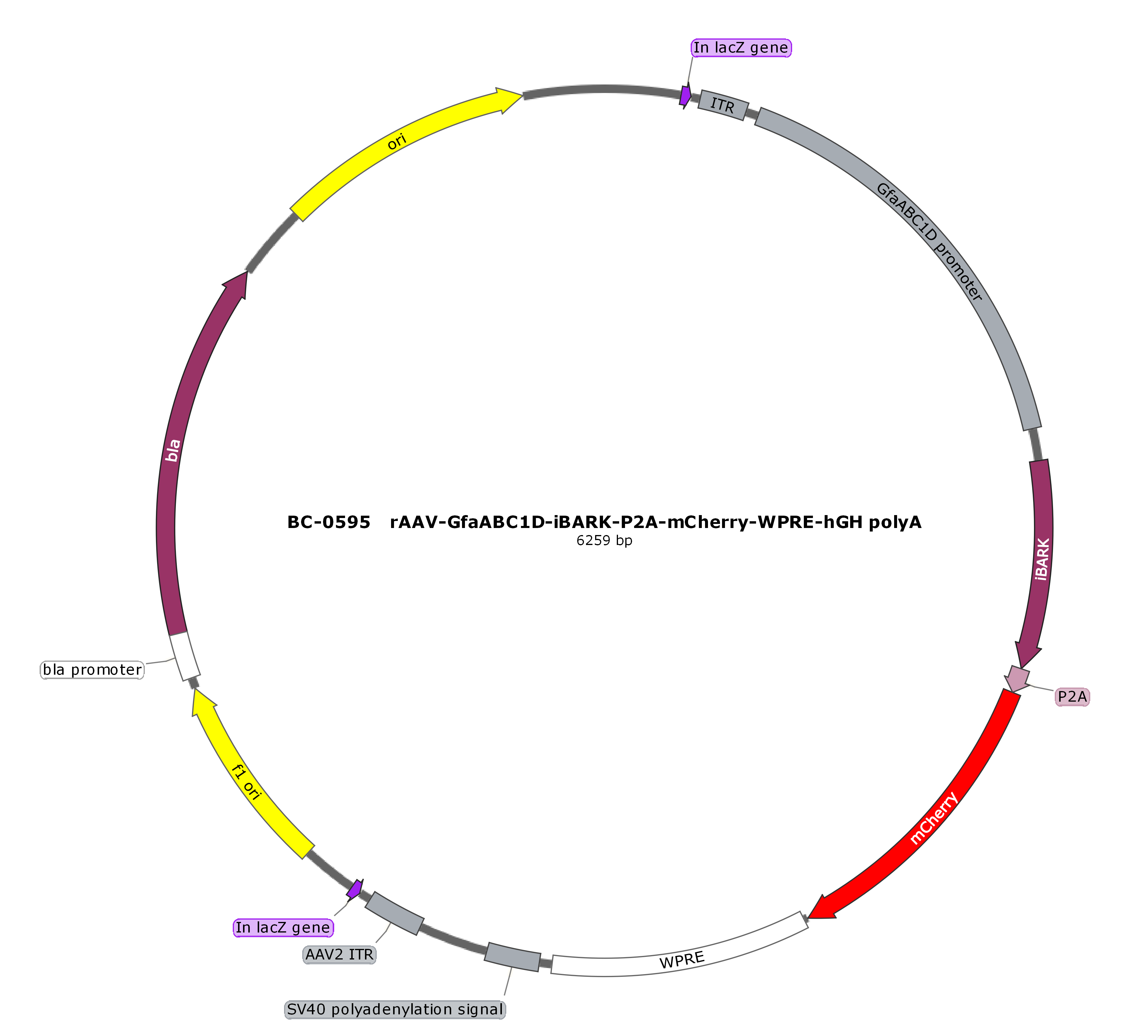 BC-0595 rAAV-GfaABC1D-iβARK-P2A-mCherry  