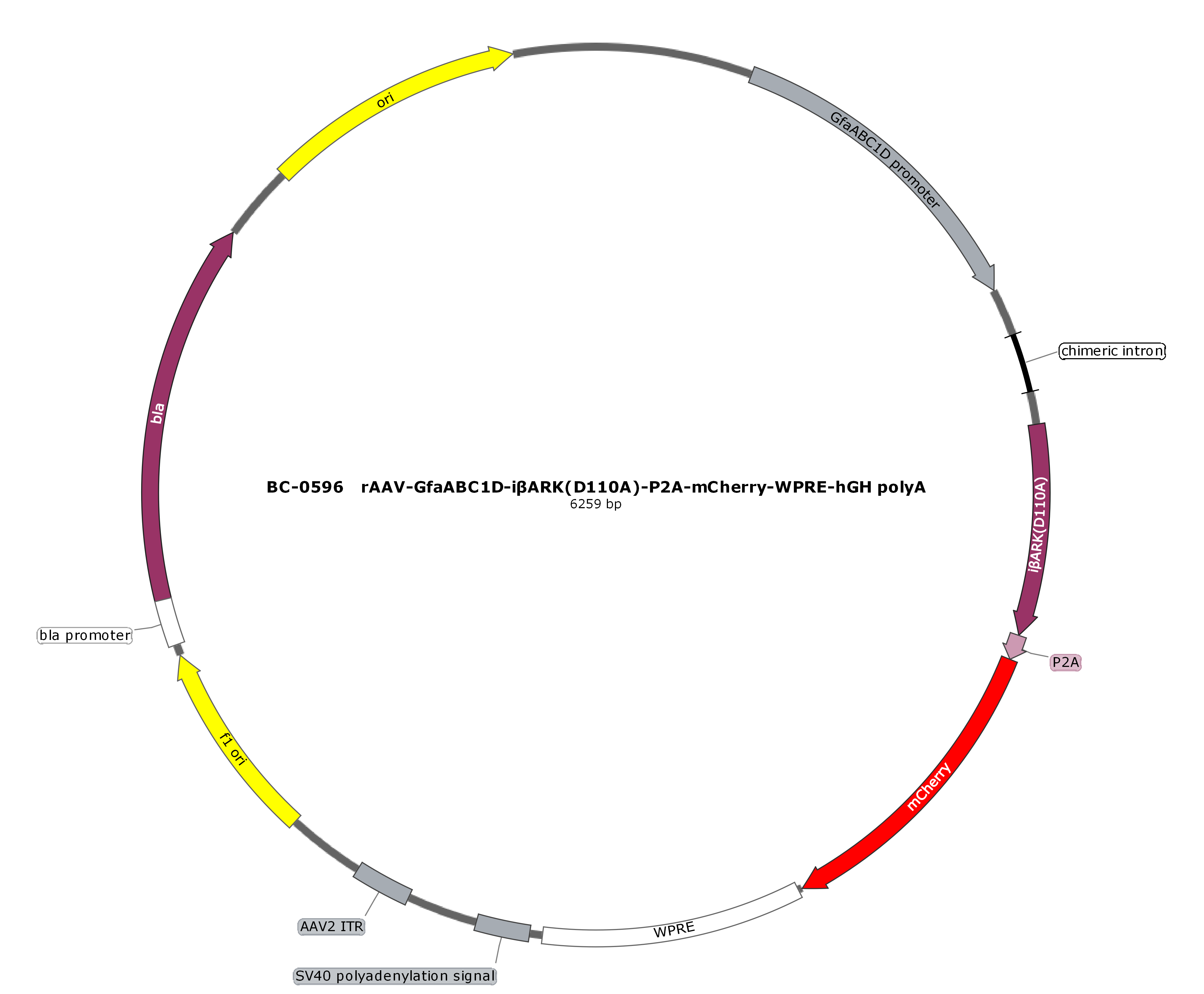 BC-0596 rAAV-GfaABC1D-iβARK(D110A)-P2A-mCherry  