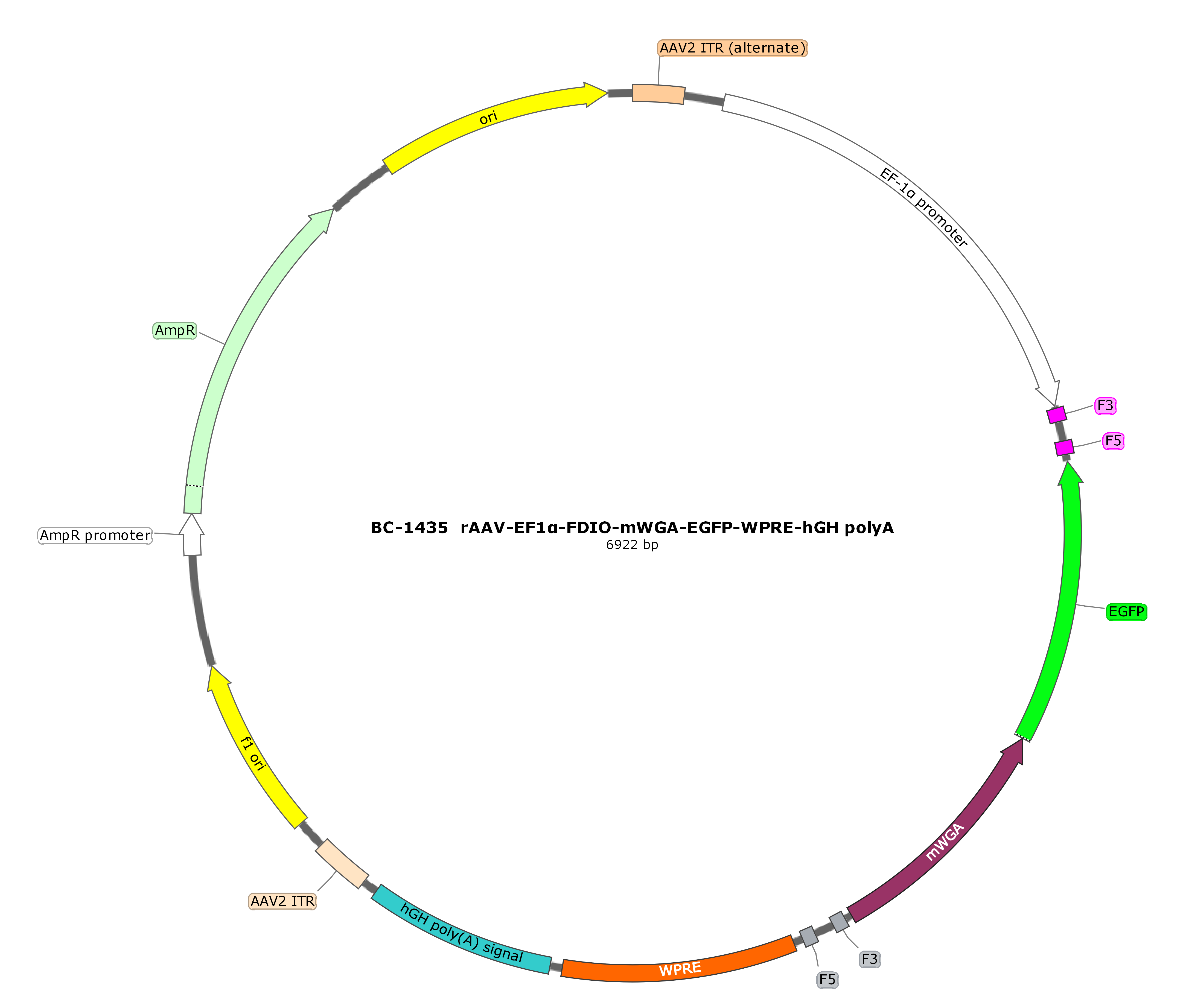 BC-1435 rAAV-EF1α-FDIO-mWGA-EGFP  