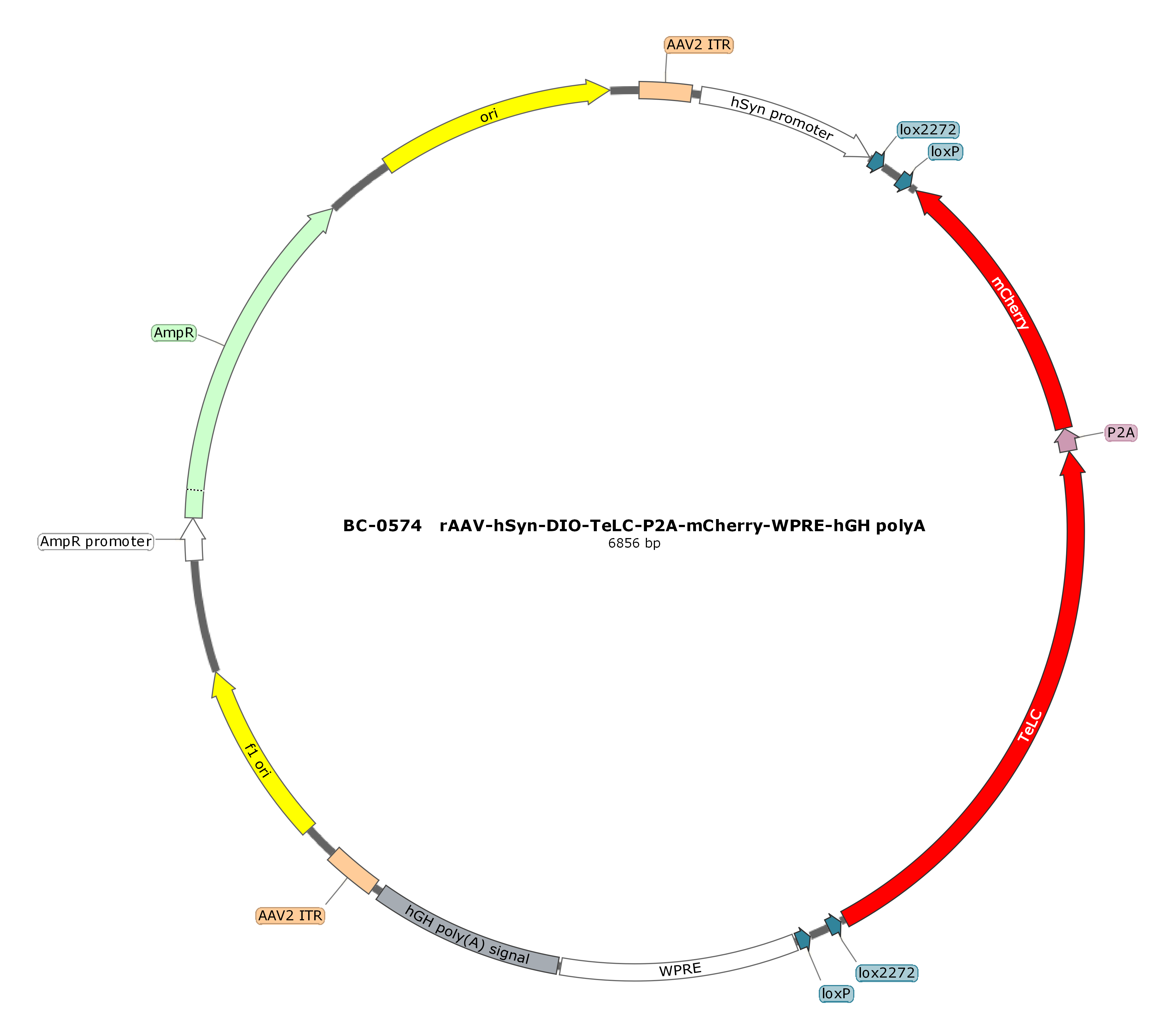 BC-0574 rAAV-hSyn-DIO-TeLC-P2A-mCherry  