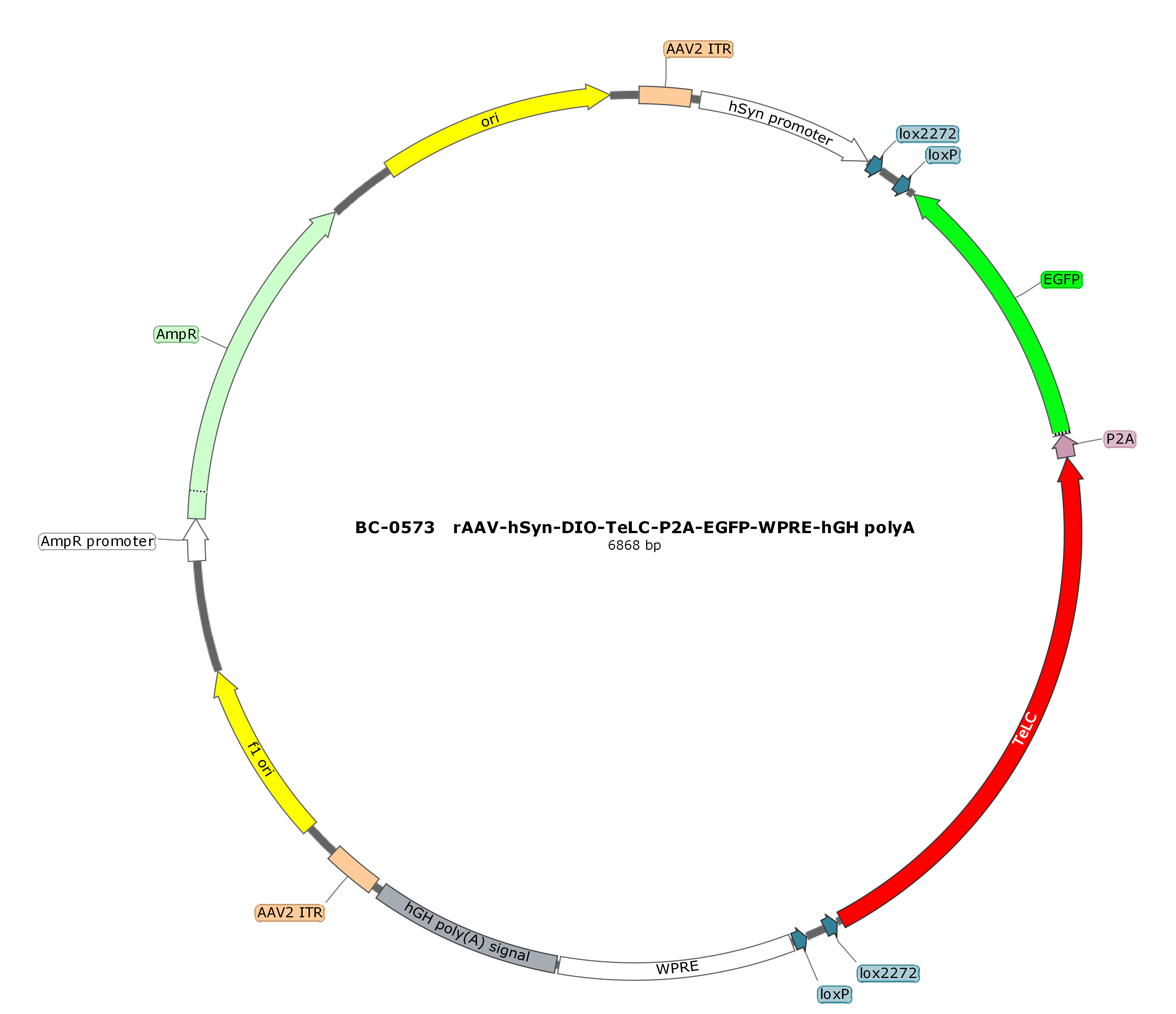 BC-0573 rAAV-hSyn-DIO-TeLC-P2A-EGFP  