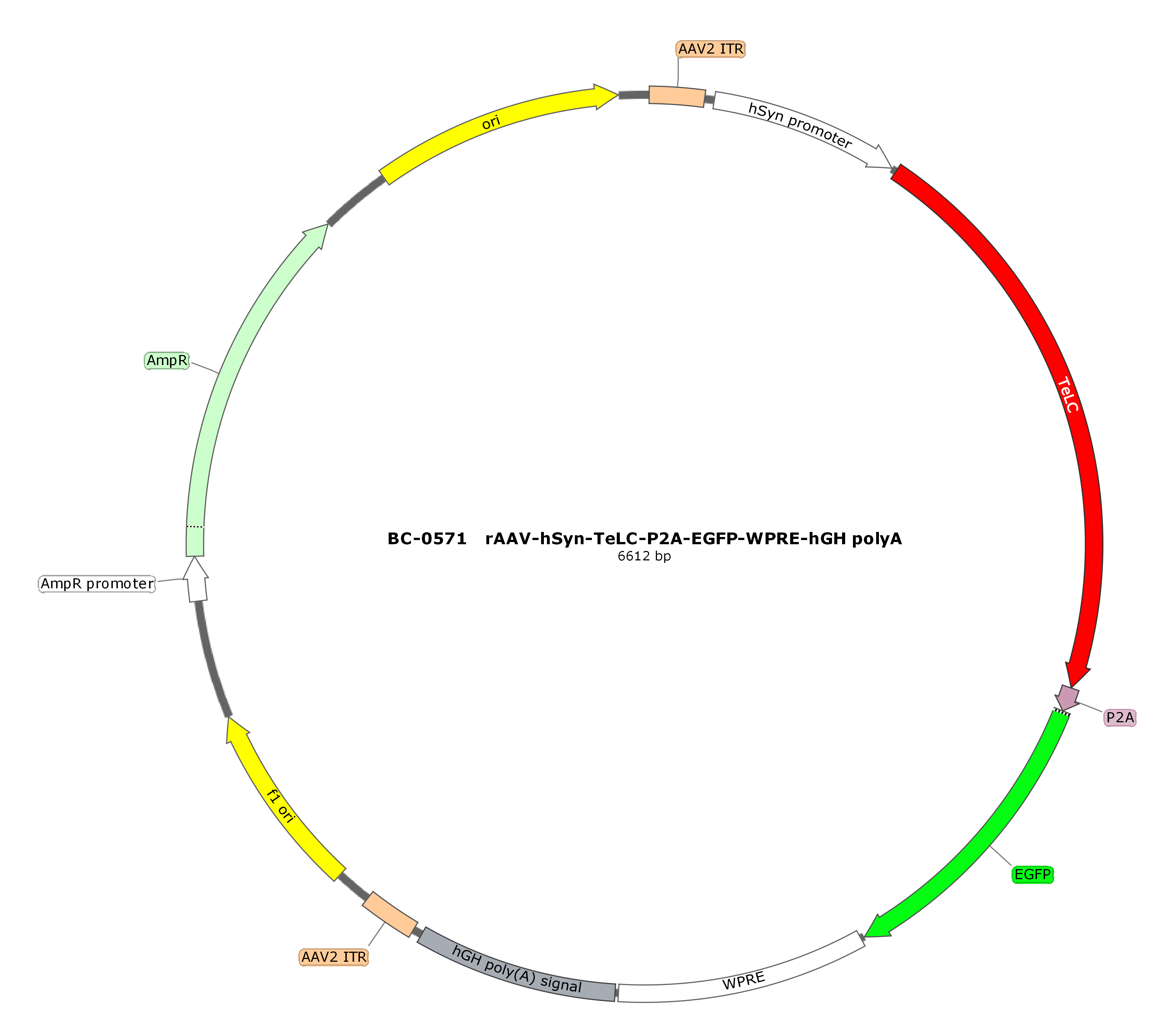 BC-0571 rAAV-hSyn-TeLC-P2A-EGFP  