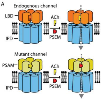 New Product: Ultra-Potent Chemical-Genetic Tools PSAM4-5HT3 and PSAM4-GlyR