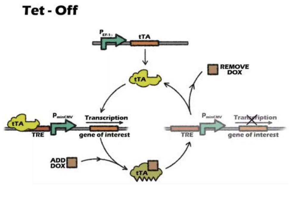 Neuronal Activity Dependent Tool Series II: Tet-off VS Tet-on System