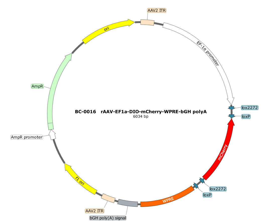 BC-0016 rAAV-Ef1α-DIO-mCherry