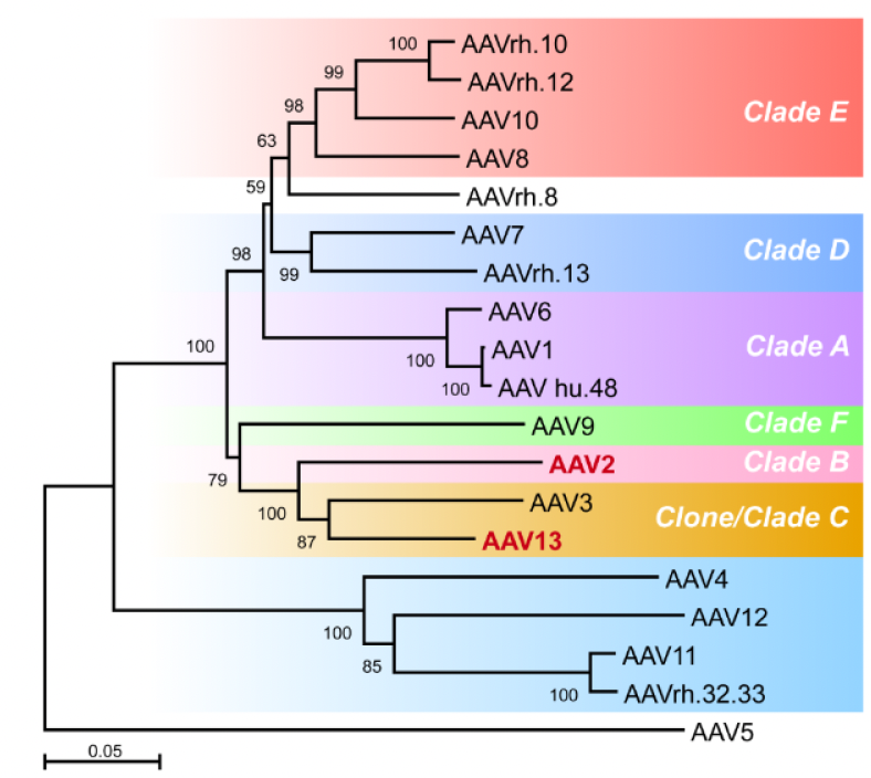 New Product | Precision and Efficient In Situ Transduction Mediated by Confined Spread AAV13 Mutants