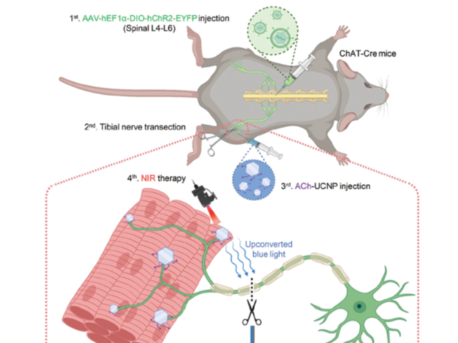 Customer Article｜Motor Neuron-Specific Membrane Depolarization of Transected Peripheral Nerves by U