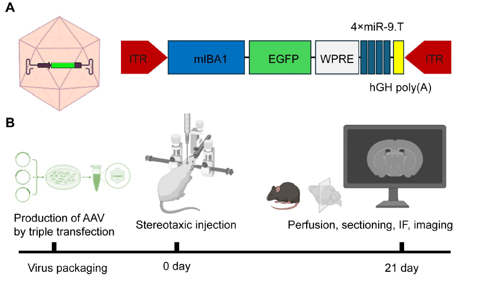 Breaking News | New Recombinant AAV Achieves Highly Efficient and Specific Transduction of Microglia