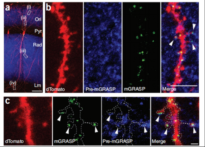 Xiaobu’s interpretation | GRASP—Marking Synaptic Connections of Nervous System in vivo