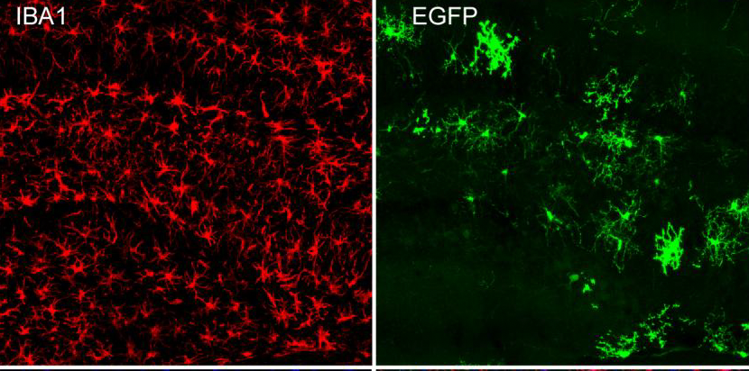 New arrivals are here | Targeting microglia: rAAV-mIBA1-EGFP-WPRE-4×miR-9.T