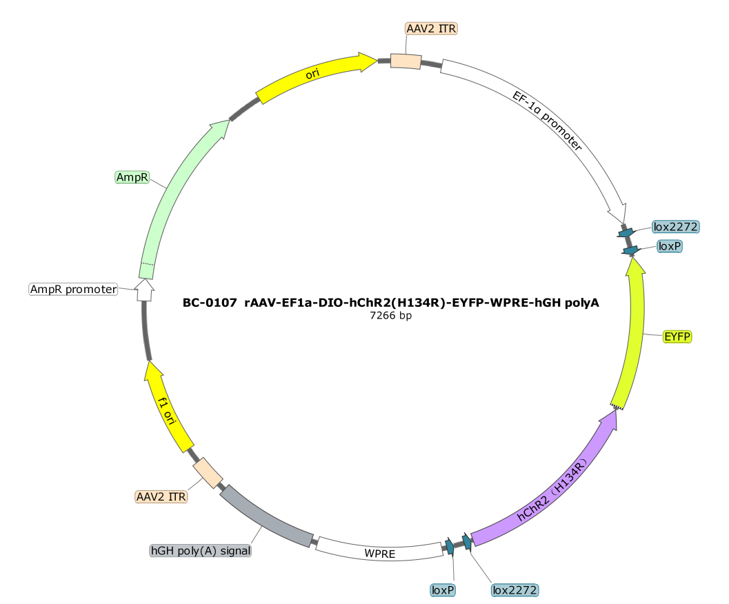 BC-0107  rAAV-EF1α-DIO-hChR2(H134R)-EYFP  