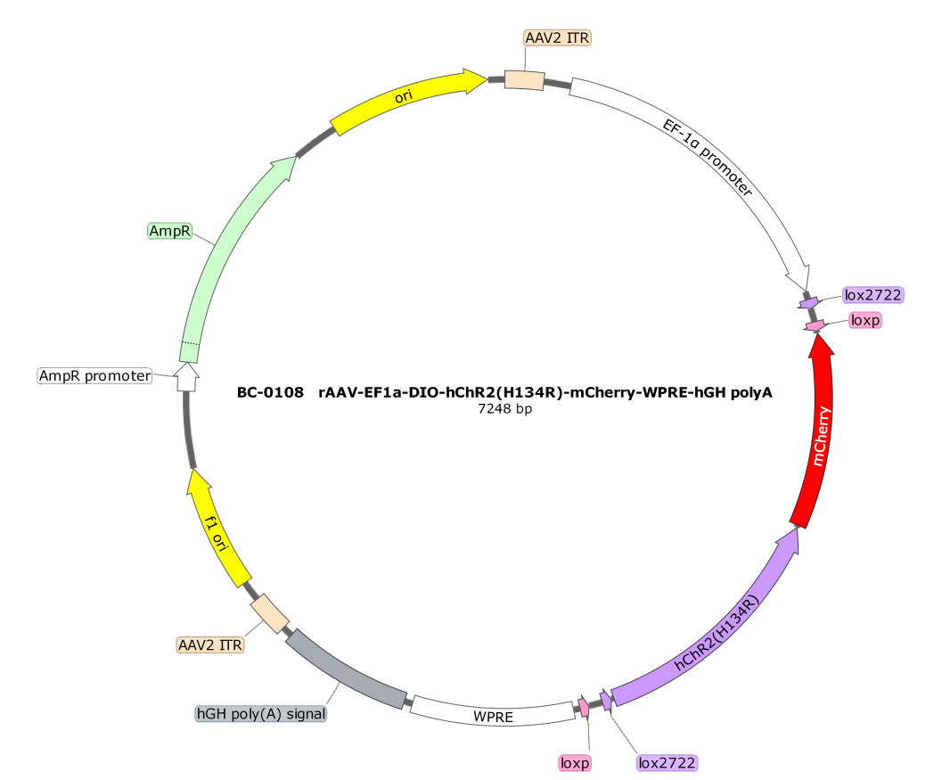 BC-0108  rAAV-EF1α-DIO-hChR2(H134R)-mCherry  