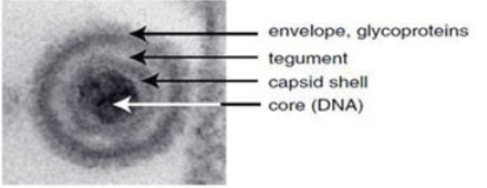 BC-HSV-H356 H129ΔTK-CAG-LSL-tdT-2A-TK