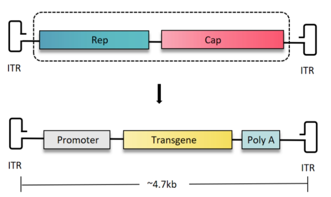 Brain Case’s interpretation | The most comprehensive rAAV serotype + promoter combination collectio