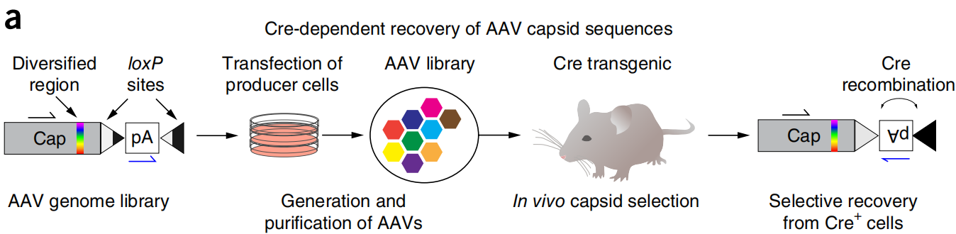 Brain Case’s interpretation | The most comprehensive collection of rAAV serotypes that cross the bl