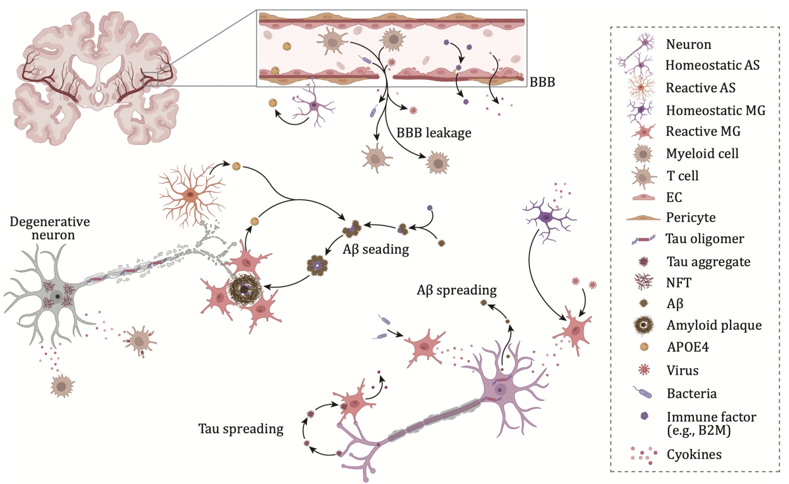 Pathological Mechanisms of Alzheimer's Disease (AD) 