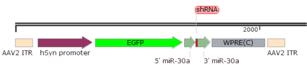 Regular Plasmid