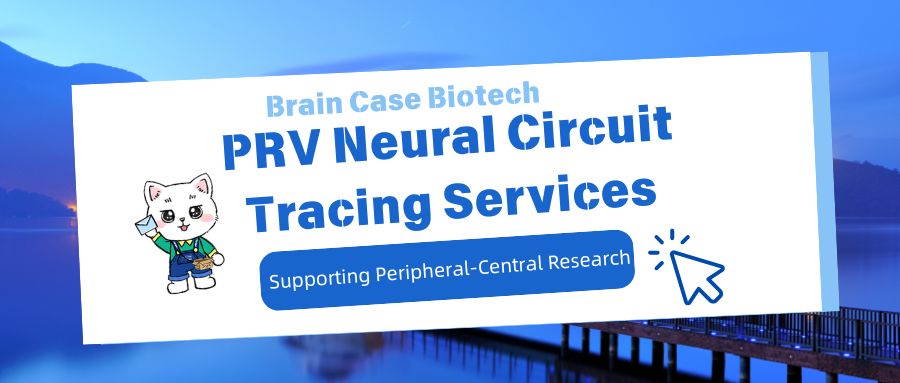 PRV Neural Circuit Tracing Services, Supporting Peripheral-Central Research