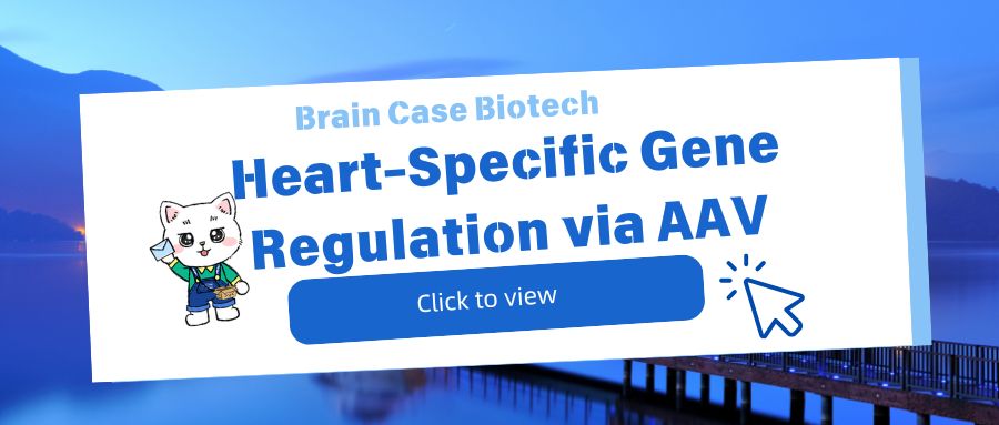 Heart-Specific Gene Regulation via AAV