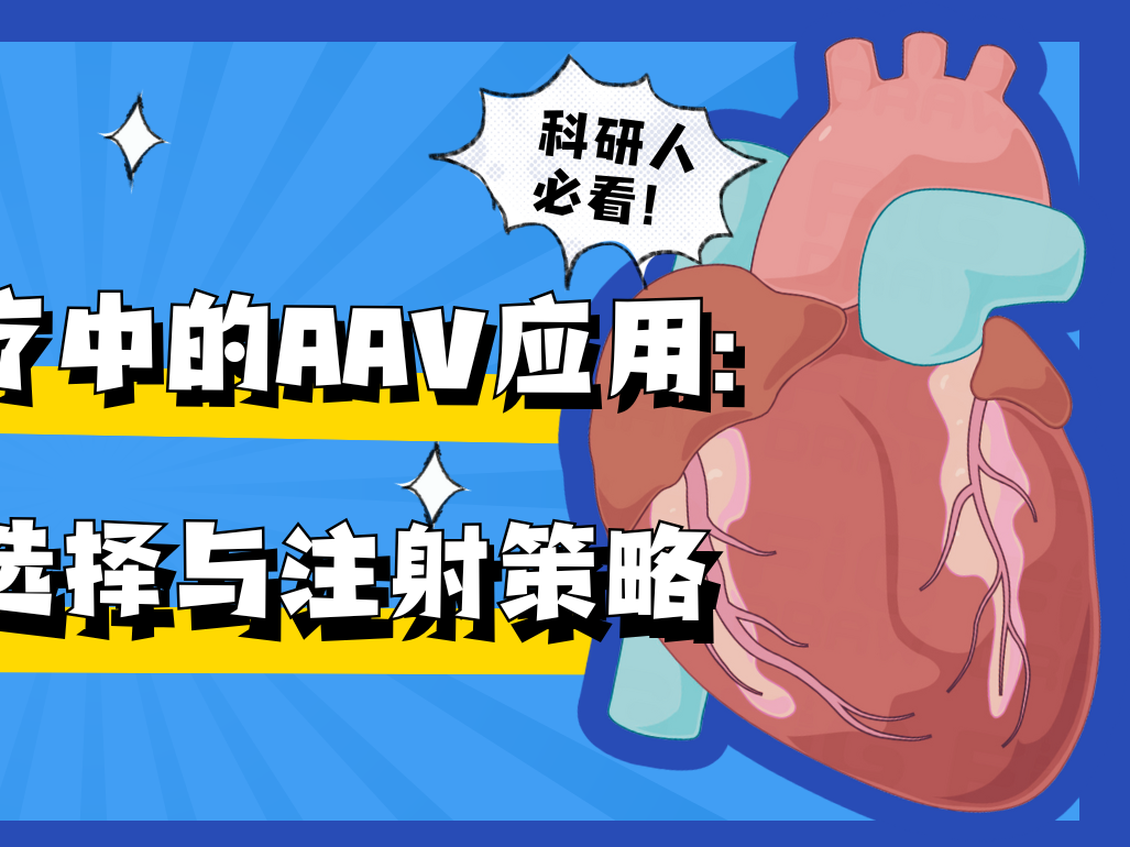 心脏篇 | AAV在基因治疗中的应用：血清型、启动子选择与注射策略