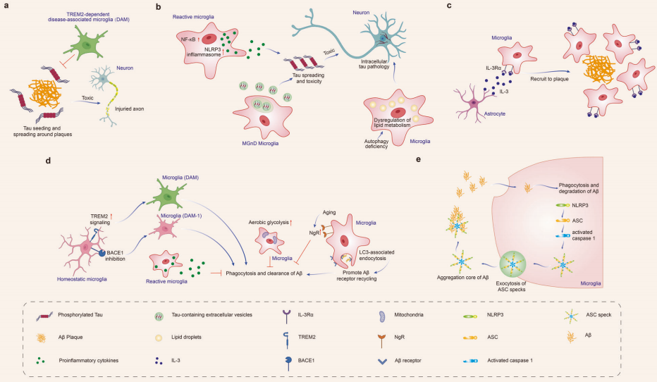 Nature Deep Dive: Microglia - Unveiling of Mechanisms and New Therapeutic Strategies of Neurodegenerative Diseases