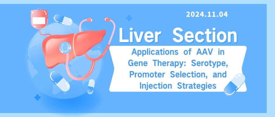 Liver Section | Applications of AAV in Gene Therapy: Serotype, Promoter Selection, and Injection Strategies