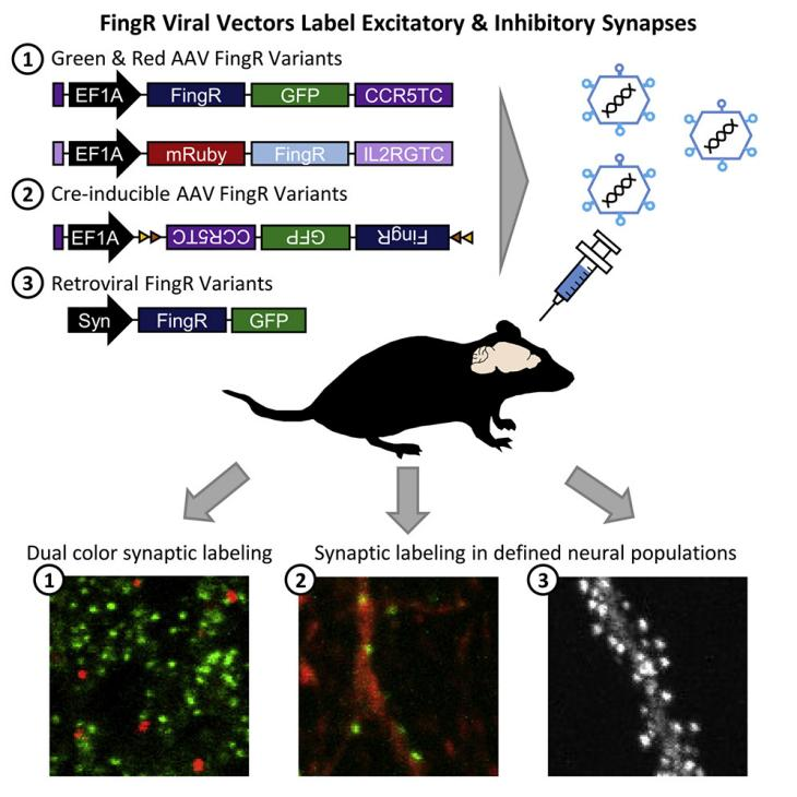 FingRs Tool Aids in Precise Labeling of Excitatory and Inhibitory Synapses