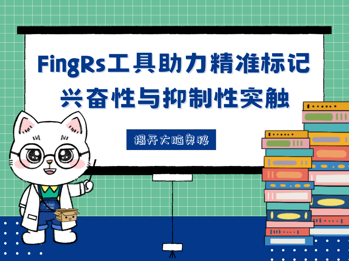 揭开大脑奥秘 | FingRs工具助力精准标记兴奋性与抑制性突触