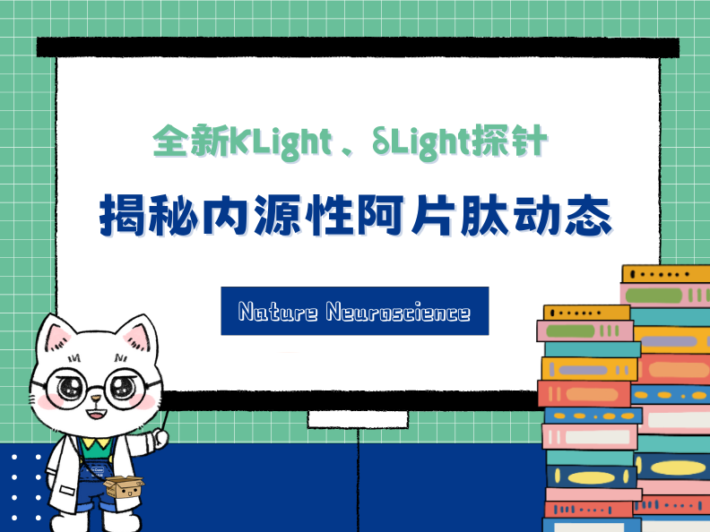 小布解读| Nat Neurosci |揭秘内源性阿片肽动态：全新κLight、δLight探针