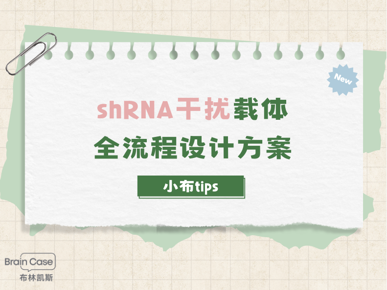 小布Tips | shRNA干扰载体全流程设计方案