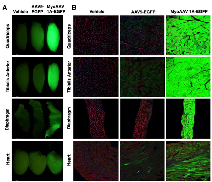 Muscle Insights丨Applications of AAV in Gene Therapy: Serotype, Promoter Selection, and Injection Strategies