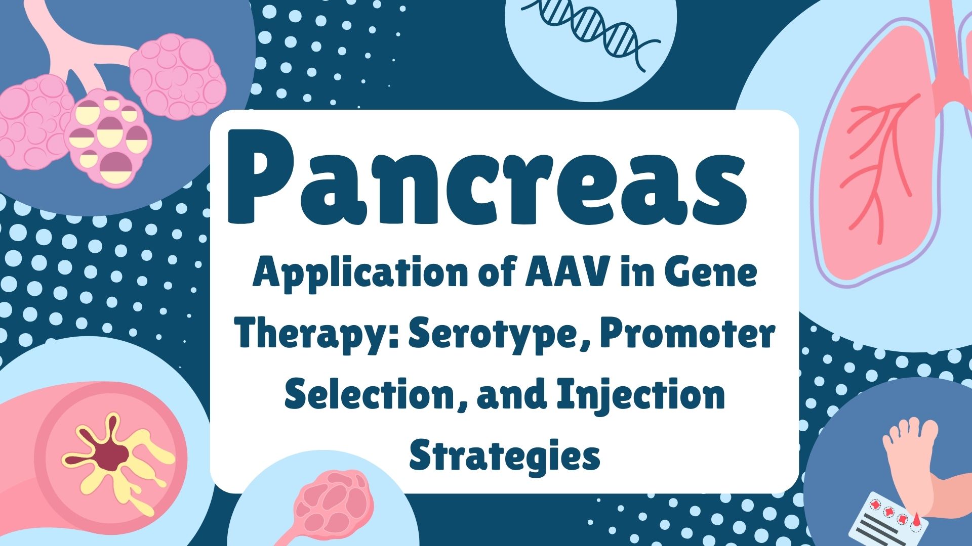 Pancreas Series | Application of AAV in Gene Therapy: Serotype, Promoter Selection, and Injection Strategies