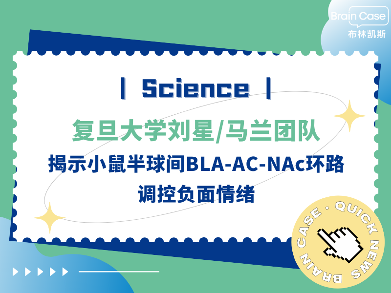 客户文章 | Science︱复旦大学刘星/马兰团队揭示小鼠半球间BLA-AC-NAc环路调控负面情绪