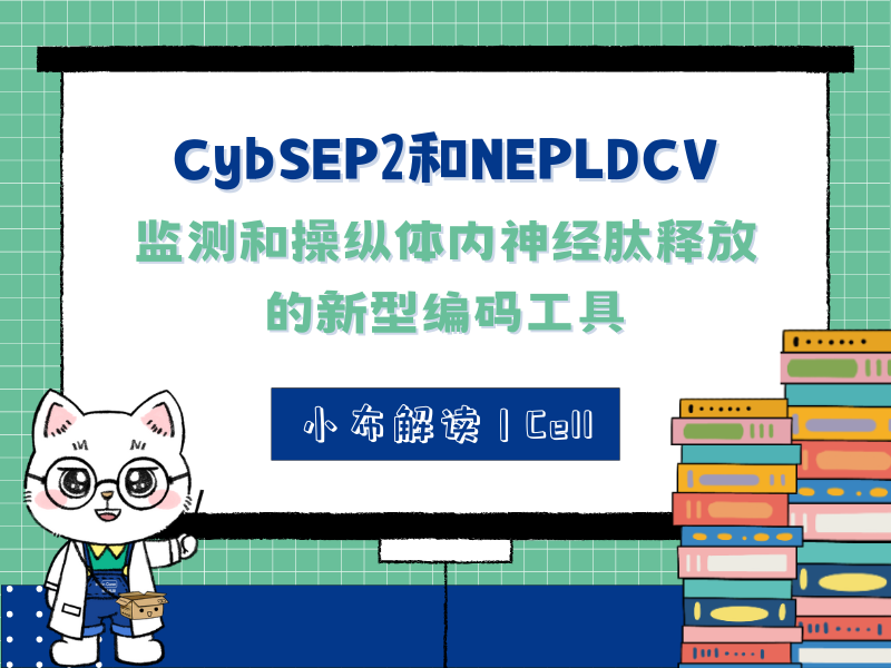 小布解读 | Cell | CybSEP2和NEPLDCV：监测和操纵体内神经肽释放的新型编码工具