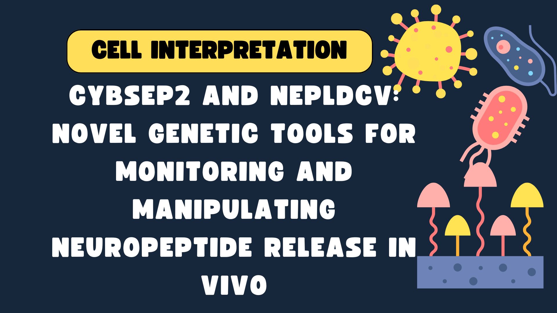 Cell Interpretation | CybSEP2 and NEPLDCV: Novel Genetic Tools for Monitoring and Manipulating Neuropeptide Release In Vivo