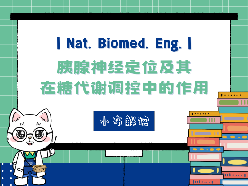 IF：26.8|Nat. Biomed. Eng.|胰腺神经定位及其在糖代谢调控中的作用