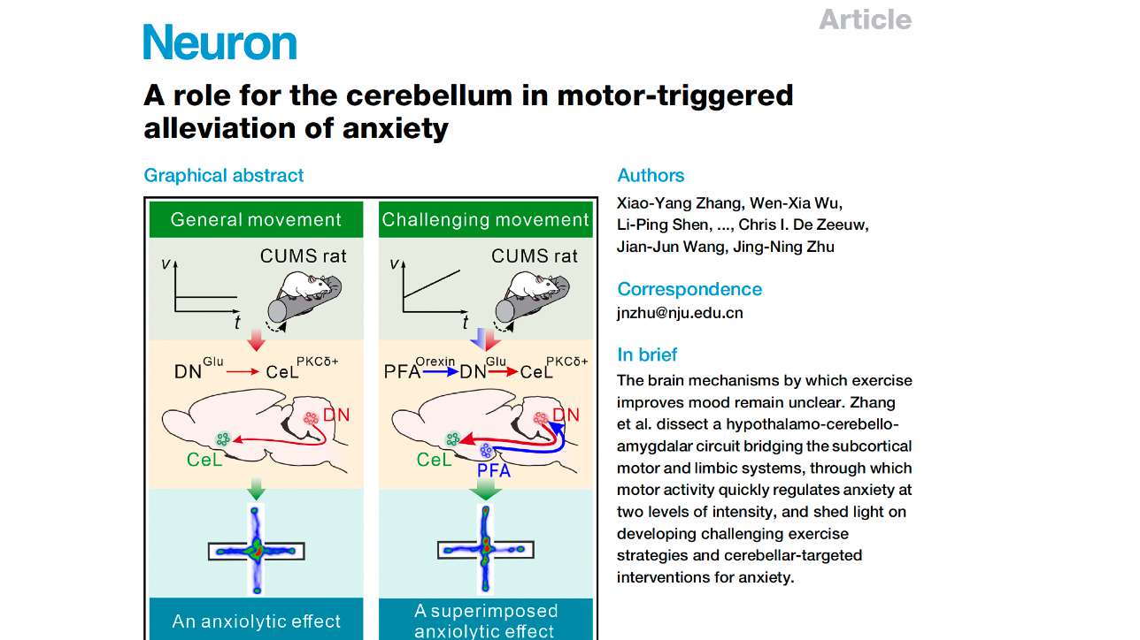 A role for the cerebellum in motor-triggered alleviation of anxiety