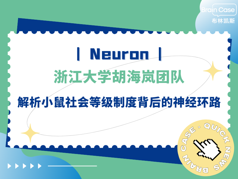 客户文章 | Neuron︱浙江大学胡海岚团队解析小鼠社会等级制度背后的神经环路