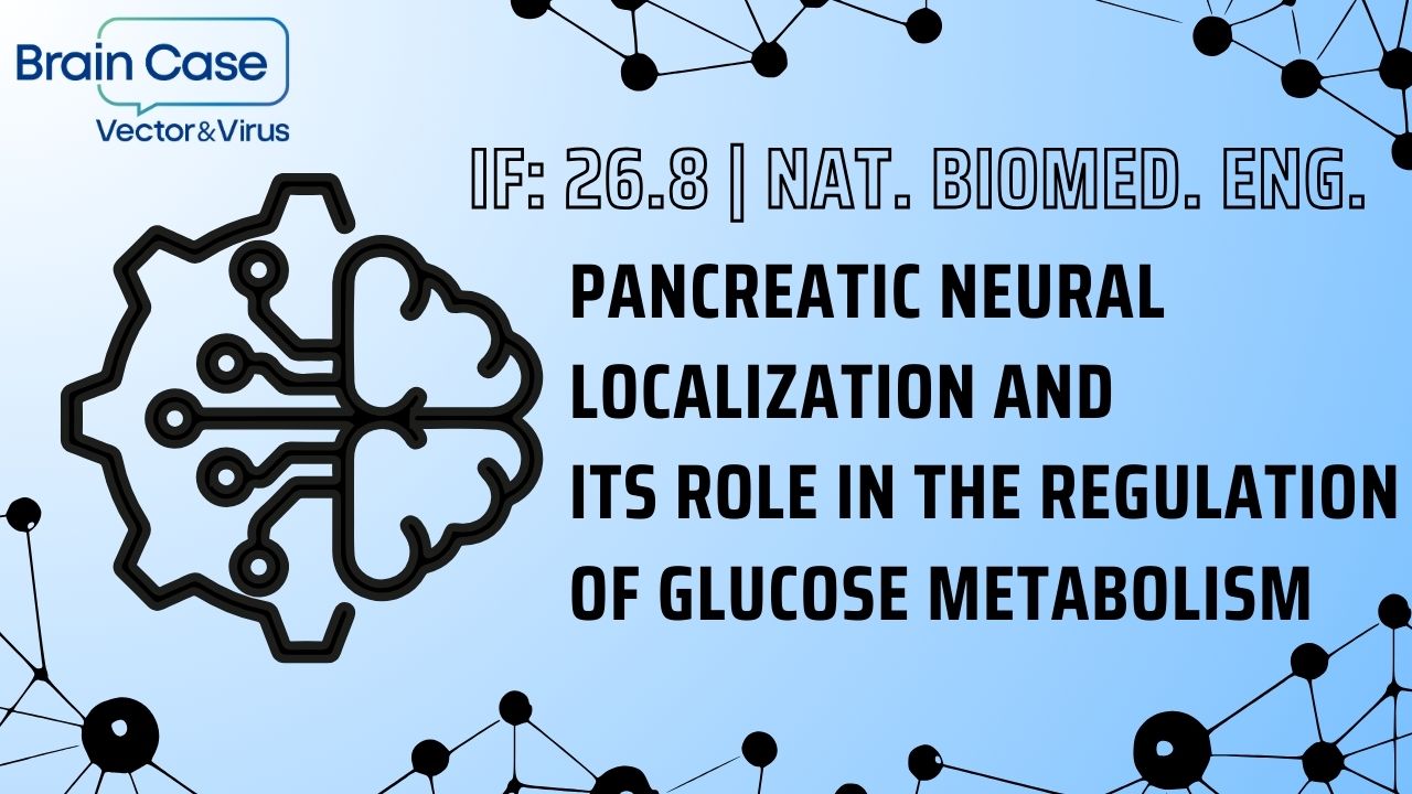 IF: 26.8 | Nat. Biomed. Eng. | Pancreatic Neural Localization and Its Role in the Regulation of Glucose Metabolism