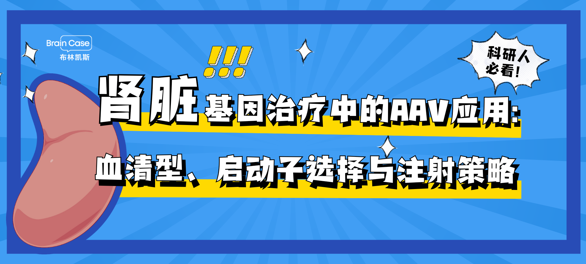 肾脏篇丨AAV在基因治疗中的应用：血清型、启动子选择与注射策略