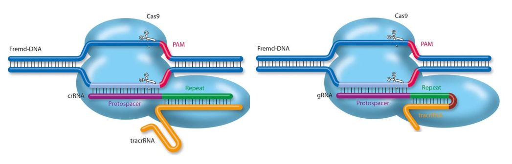 CRISPR-Cas9技术：精准、高效、可靠的基因编辑定制化服务