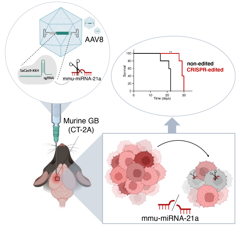 Mol. Ther. | CRISPR-Cas9技术精准靶向miR-21a，显著延长胶质瘤小鼠生存期