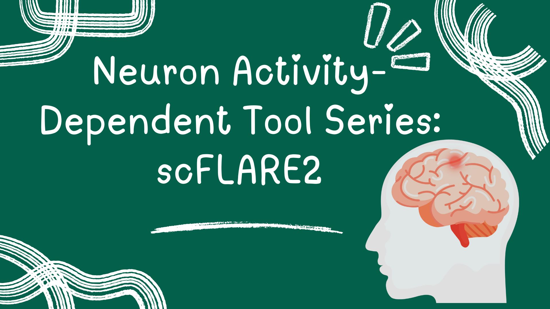 Neuron Activity-Dependent Tool Series: scFLARE2