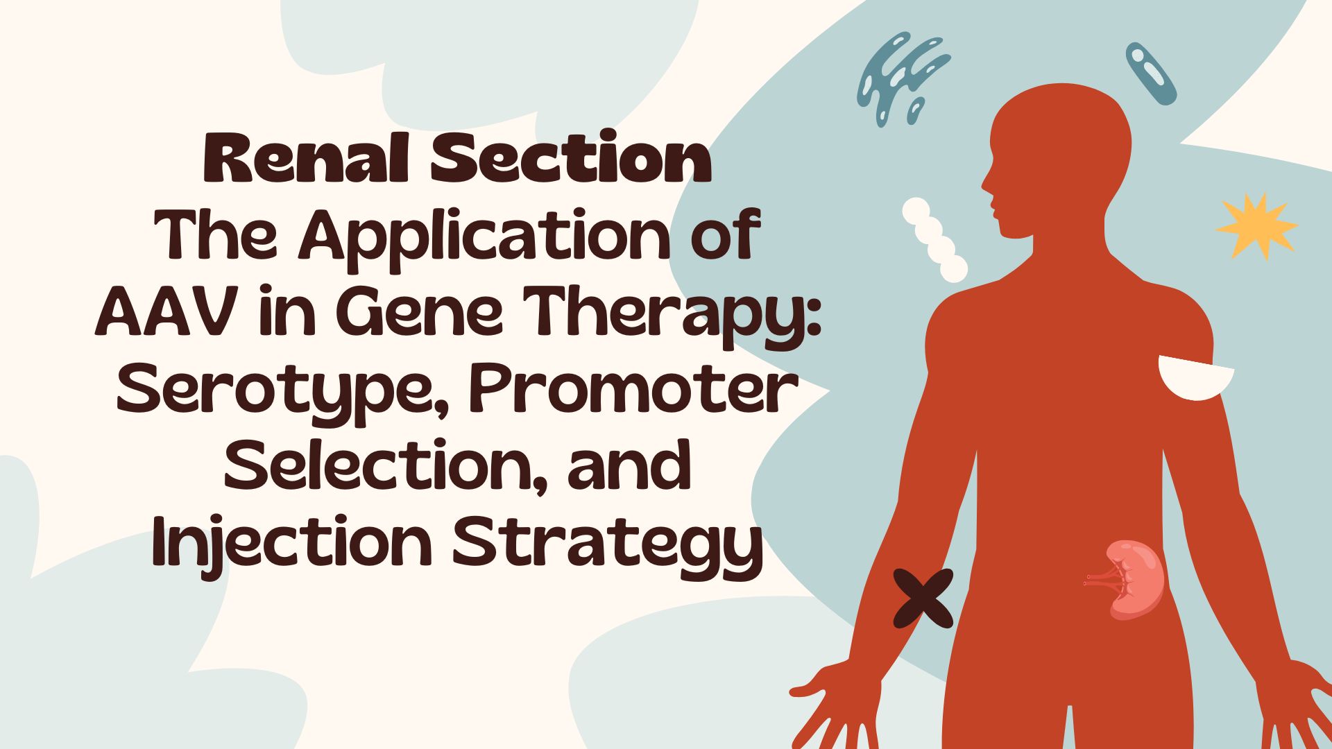 Renal Section | The Application of AAV in Gene Therapy: Serotype, Promoter Selection, and Injection Strategy