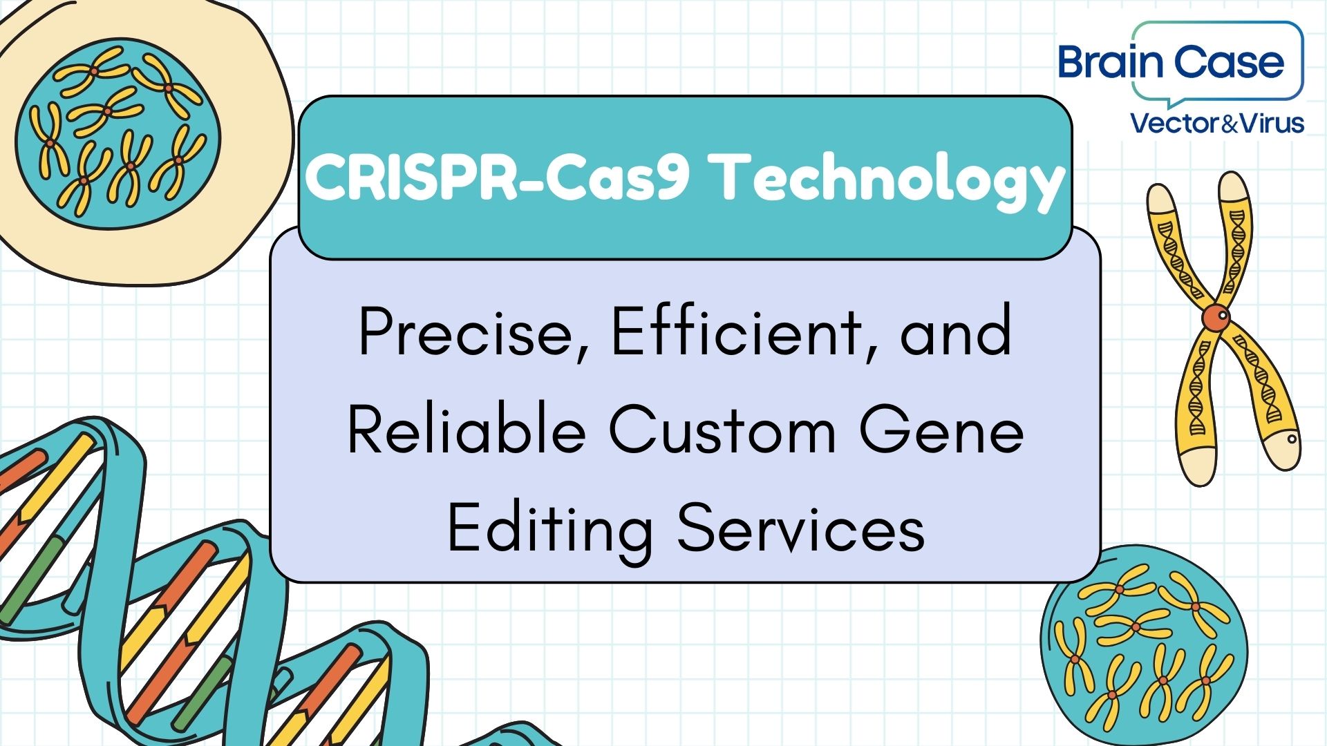 CRISPR-Cas9 Technology: Precise, Efficient, and Reliable Custom Gene Editing Services