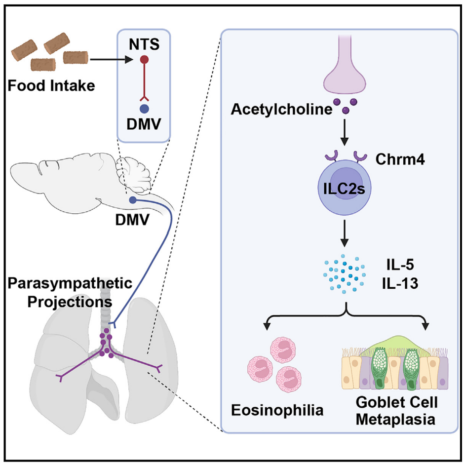 客户文章︱Neuron︱进食后哮喘加重？北大杨竞团队揭示肠道-脑-肺部神经免疫机制