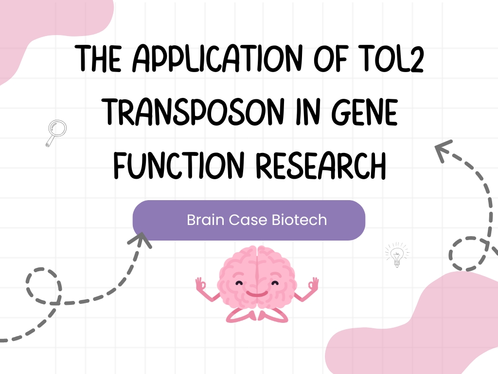 Exploring the "Jumpers" of the Genome (Part 1): The Application of Tol2 Transposon in Gene Function Research