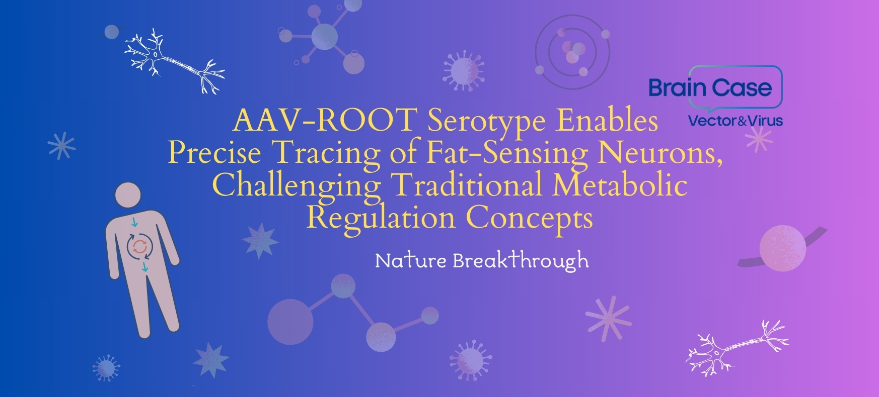 Nature Breakthrough: AAV-ROOT Serotype Enables Precise Tracing of Fat-Sensing Neurons, Challenging Traditional Metabolic Regulation Concepts