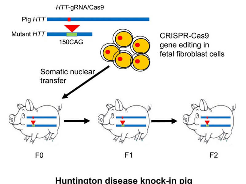 新突破 | 李晓江/赖良学团队利用AAV基因疗法治疗亨廷顿症猪
