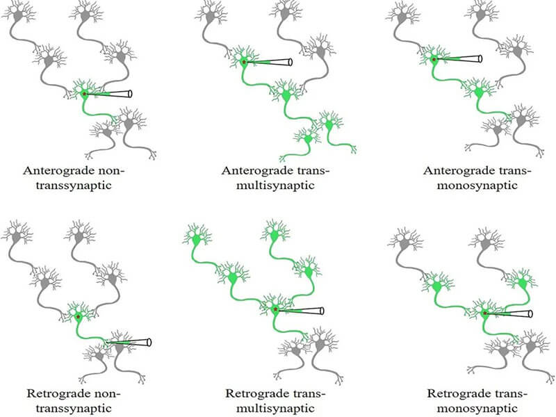  New Product | Research Fellow Xu Fuqiang Neural Circuit Tracing Virus Tool